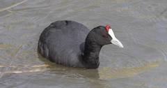 Red-Knobbed Coot photo 3