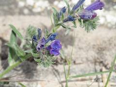 Echium sabulicola