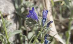 Echium sabulicola
