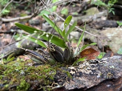 Epidendreae