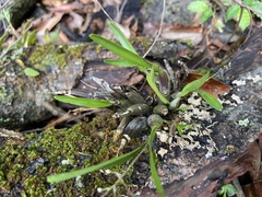 Epidendreae