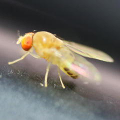 Leucophenga maculata