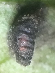 Calycomyza eupatorivora