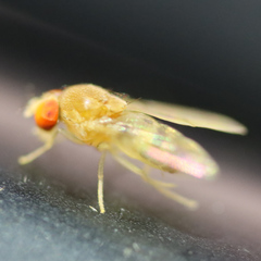 Leucophenga maculata