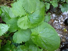 Valeriana pyrenaica