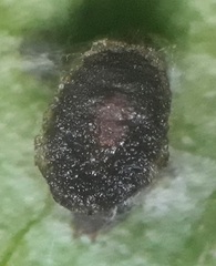 Calycomyza eupatorivora