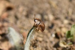 Hypocassida subferruginea