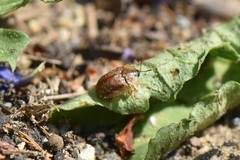 Hypocassida subferruginea