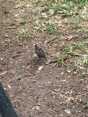 Sturnus vulgaris