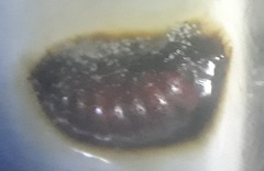 Calycomyza eupatorivora