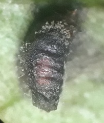 Calycomyza eupatorivora