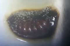 Calycomyza eupatorivora