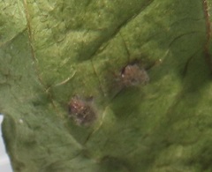 Calycomyza eupatorivora