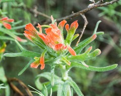 Castilleja foliolosa