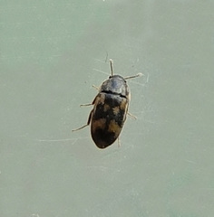 Litargus connexus