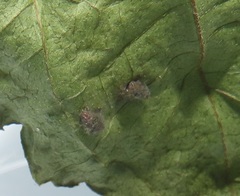 Calycomyza eupatorivora