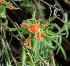 Castilleja foliolosa