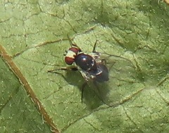 Calycomyza eupatorivora