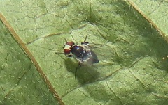 Calycomyza eupatorivora
