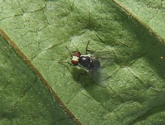 Calycomyza eupatorivora
