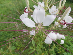 Tarenaya longicarpa