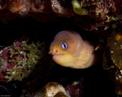 Gymnothorax melatremus