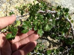 Ribes roezlii roezlii