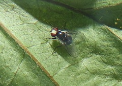Calycomyza eupatorivora