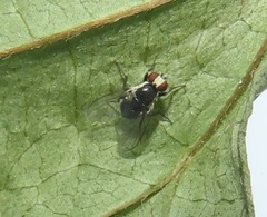 Calycomyza eupatorivora