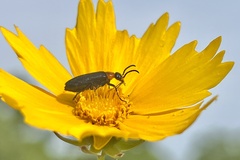 Nemognatha nemorensis