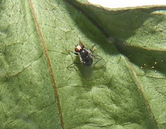 Calycomyza eupatorivora