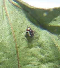 Calycomyza eupatorivora