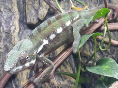 Furcifer pardalis