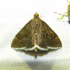 Pyrausta niveicilialis