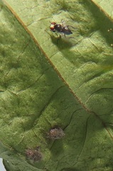 Calycomyza eupatorivora