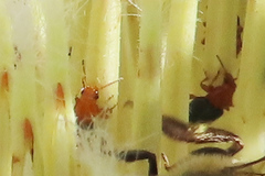 Chirodica
