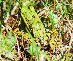 Pelophylax ridibundus