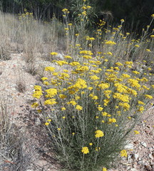Ozothamnus diotophyllus