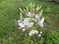Tarenaya longicarpa