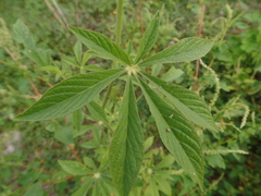 Tarenaya longicarpa
