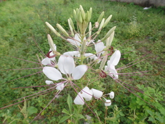 Tarenaya longicarpa