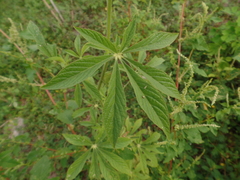 Tarenaya longicarpa