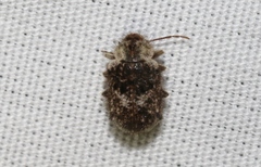 Trichodesma cristata