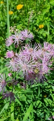 Thalictrum aquilegiifolium
