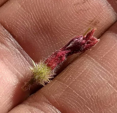 Ribes roezlii roezlii