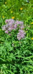 Thalictrum aquilegiifolium