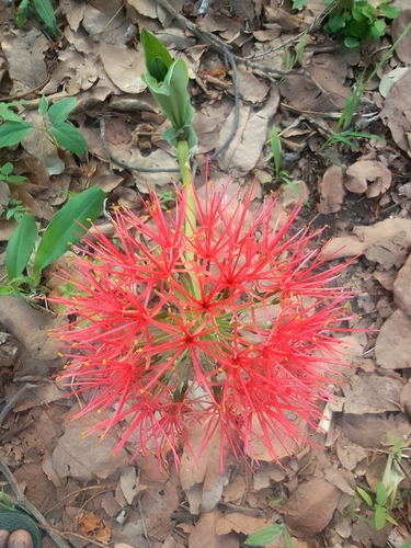 Bloodlily