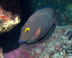 Ctenochaetus strigosus