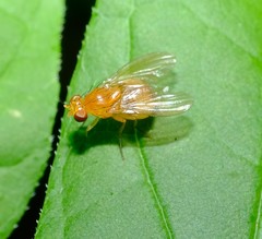 Neogriphoneura