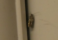 Mompha subbistrigella